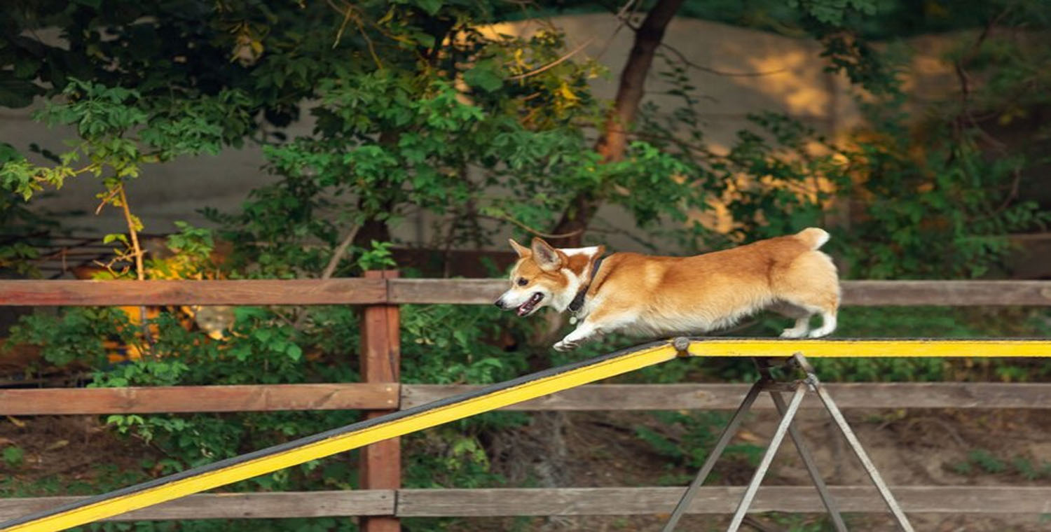 Hanging Tree Border Collie Mix